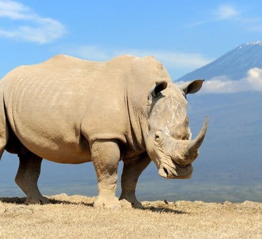 Rhino