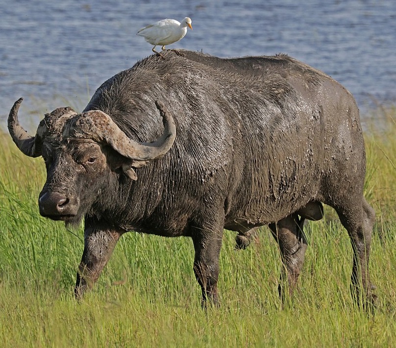 Buffalo